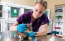 Ветеринарный госпиталь хирургии и интенсивной терапии «Хит» - фото