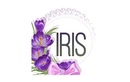 Салон красоты IRIS Beauty Room (Ирис Бьюти Рум) – цены - фото
