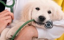 Ветеринарная клиника «Кот и пес» - фото