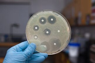 Новый препарат восстанавливает чувствительность бактерий к антибиотикам