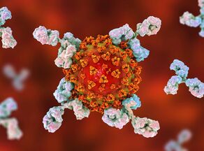Штамм коронавируса «омикрон» устойчив ко всем антителам, показал эксперимент