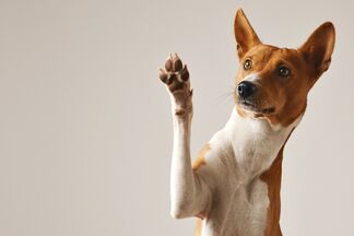 Ветеринар — о культуре поведения с собакой на улице