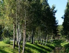 Санаторий Сосновый бор, Территория - фото 2