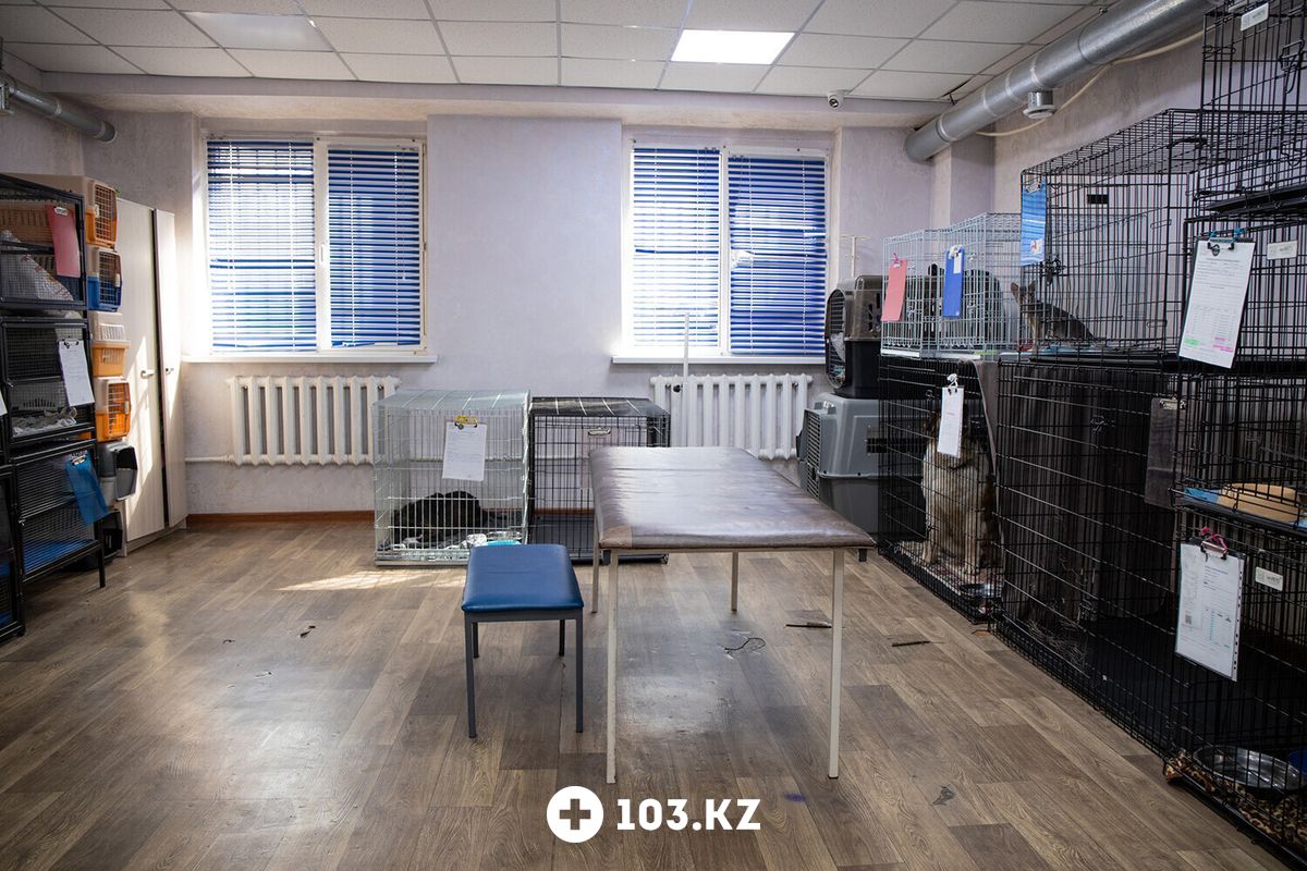 Галерея Ветеринарная клиника «Матроскин» - фото 1639723