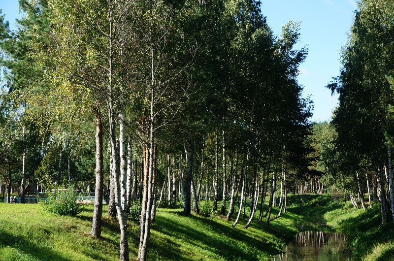 Территория Санаторий «Сосновый бор» - фото 1518883